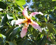 22nd Oct 2011 - Tree flower