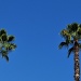 Palms by philbacon