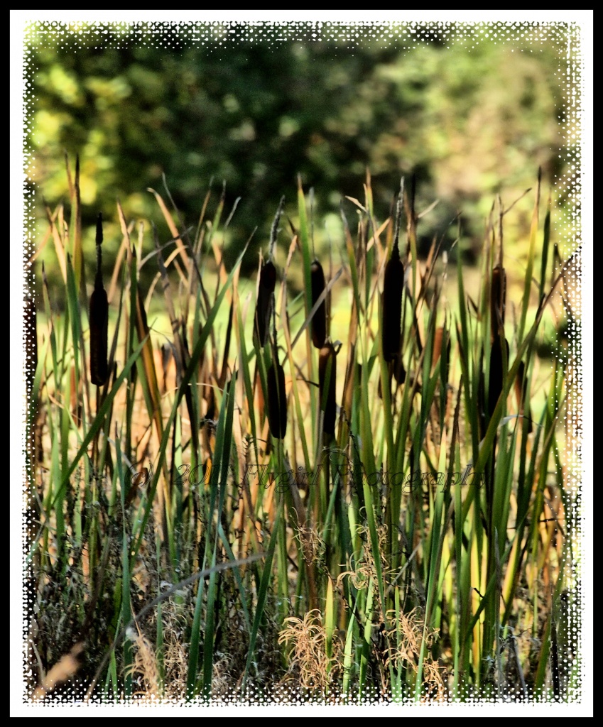 Cattails by flygirl