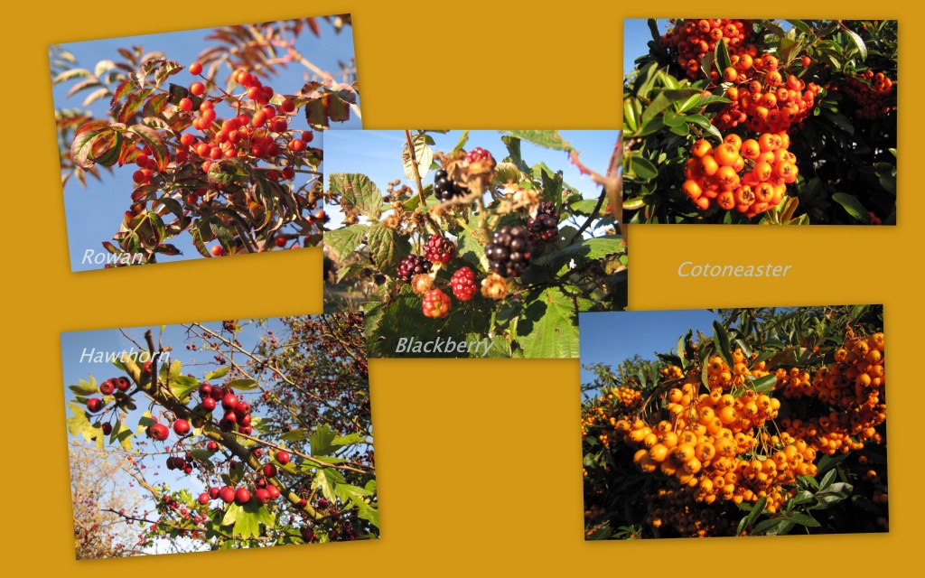 Autumn berries by busylady