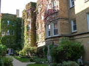 23rd Oct 2011 - I love the ivy!