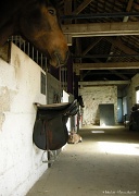 23rd Oct 2011 - In the stables
