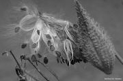 23rd Oct 2011 - Milkweed Still Life