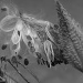Milkweed Still Life by falcon11