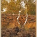 Bent birches by judithdeacon