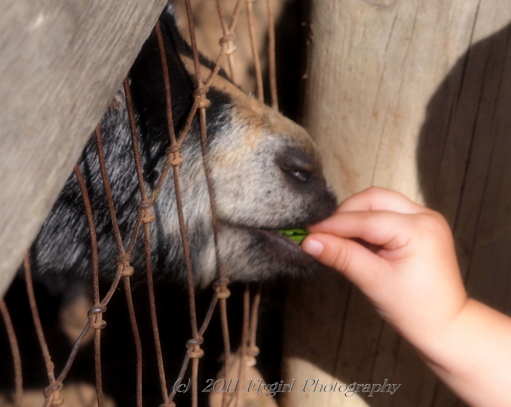 Feeding Time by flygirl