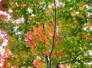 23rd Oct 2011 - colours of autumn. 