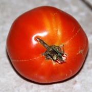 23rd Oct 2011 - Last Tomato