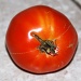 Last Tomato by dakotakid35