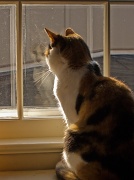 23rd Oct 2011 - Calico Gazing out Window
