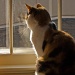 Calico Gazing out Window by jbritt