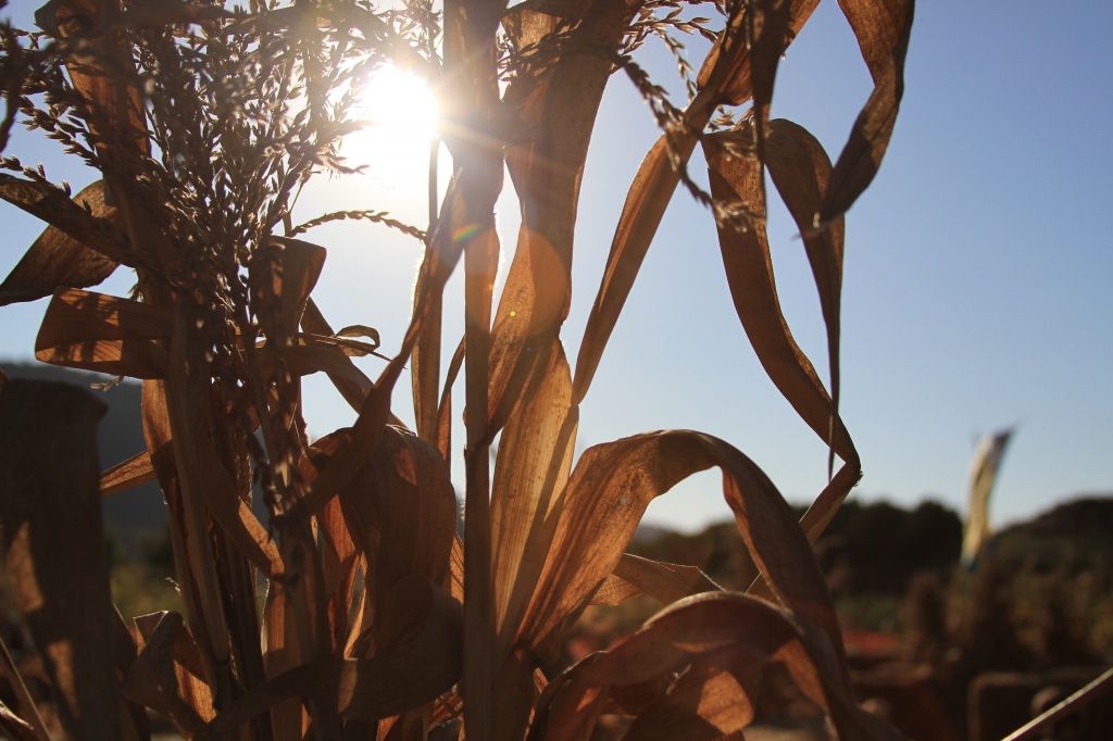Corn field by orangecrush