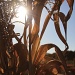 Corn field by orangecrush