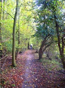23rd Oct 2011 - Path through the woods
