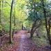 Path through the woods by filsie65