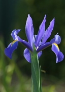 24th Oct 2011 - my favourite flower  - I planted the bulbs a couple of years ago and have not been home to see them flower