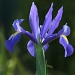 my favourite flower  - I planted the bulbs a couple of years ago and have not been home to see them flower by lbmcshutter