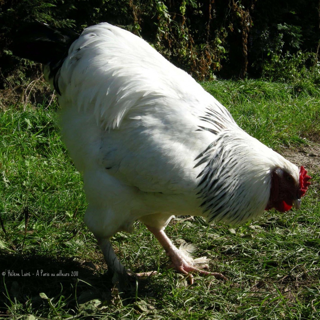 Cock by parisouailleurs