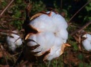 23rd Oct 2011 - Cotton Boll