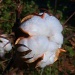 Cotton Boll by grammyn