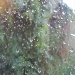 Pitter, patter, raindrops by rosbush