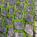 Moss between stones IMG_0131 by annelis