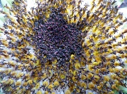 23rd Oct 2011 - End of our Sunflower's
