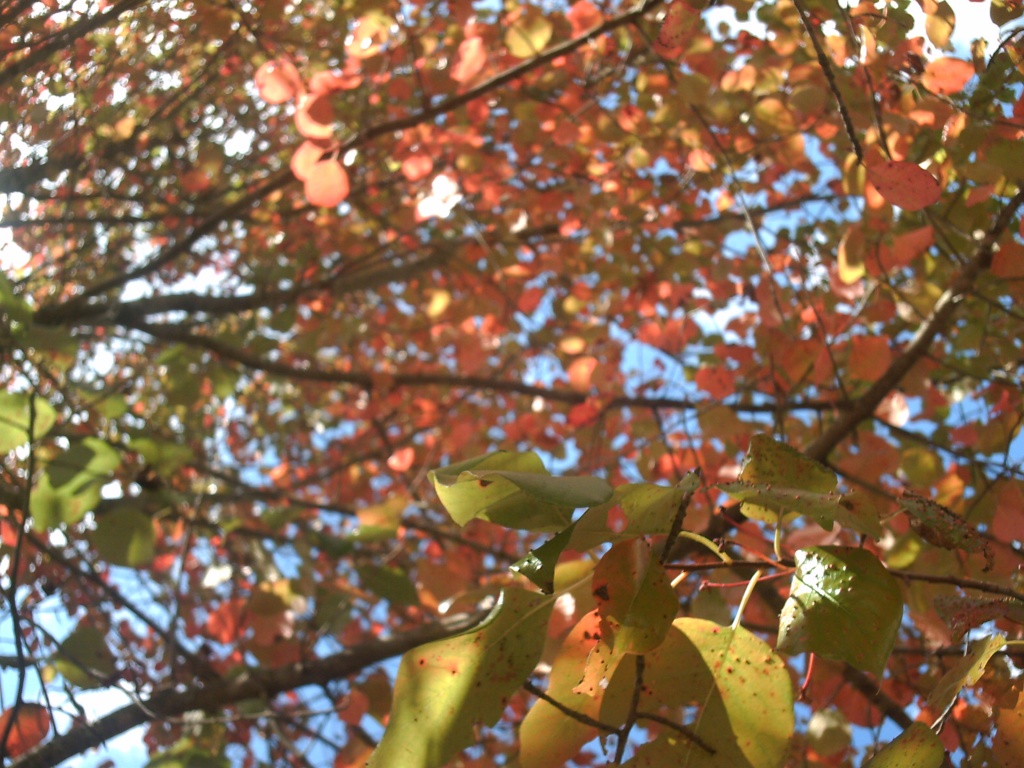 Blackgum Autumn Leaves 10.22.11 by sfeldphotos