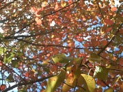 22nd Oct 2011 - Blackgum Autumn Leaves 10.22.11
