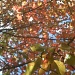 Blackgum Autumn Leaves 10.22.11 by sfeldphotos