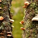 Mushrooms by dora
