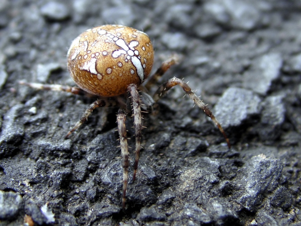 Female Garden Spider by natsnell