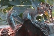 24th Oct 2011 - Squirrel
