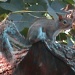 Squirrel by grammyn