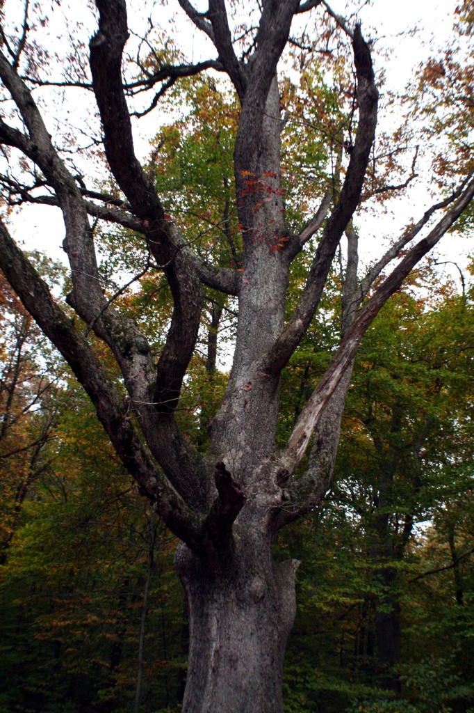 Old Majestic Tree by digitalrn