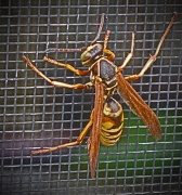 24th Oct 2011 - Wasp