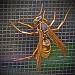 Wasp by dakotakid35
