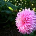 Pretty In Pink  by lauriehiggins