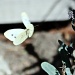 Garden Butterfly by melinareyes