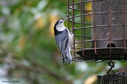 25th Oct 2011 - Nuthatch Feeding