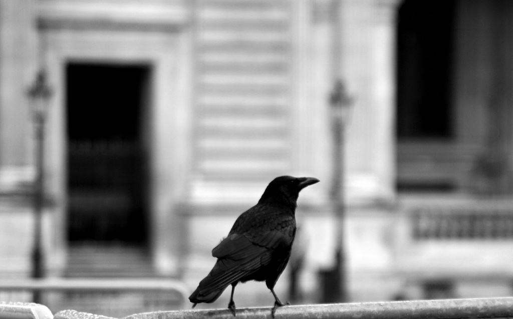 Crow at Le Louvre by parisouailleurs