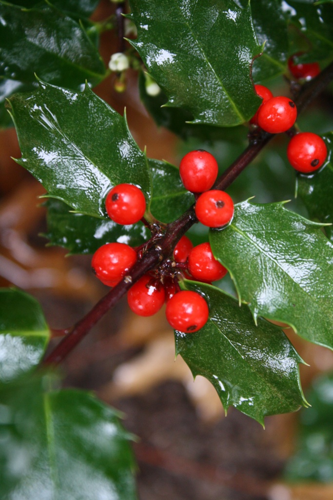 Holly berries by mittens