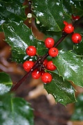 25th Oct 2011 - Holly berries