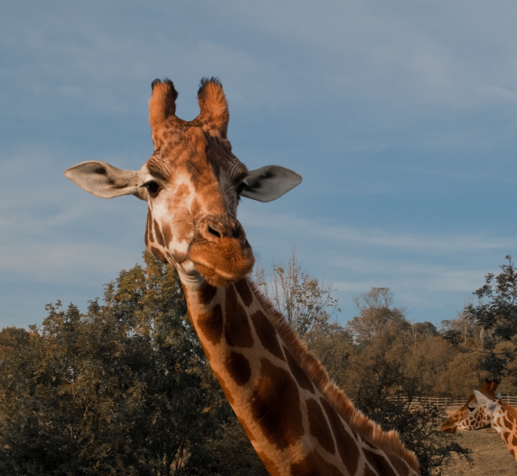 You're 'aving a giraffe! by manek43509