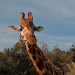 You're 'aving a giraffe! by manek43509