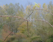 25th Oct 2011 - A thorny view