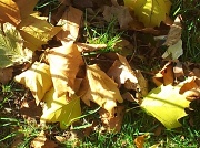 24th Oct 2011 - Autumn leaves