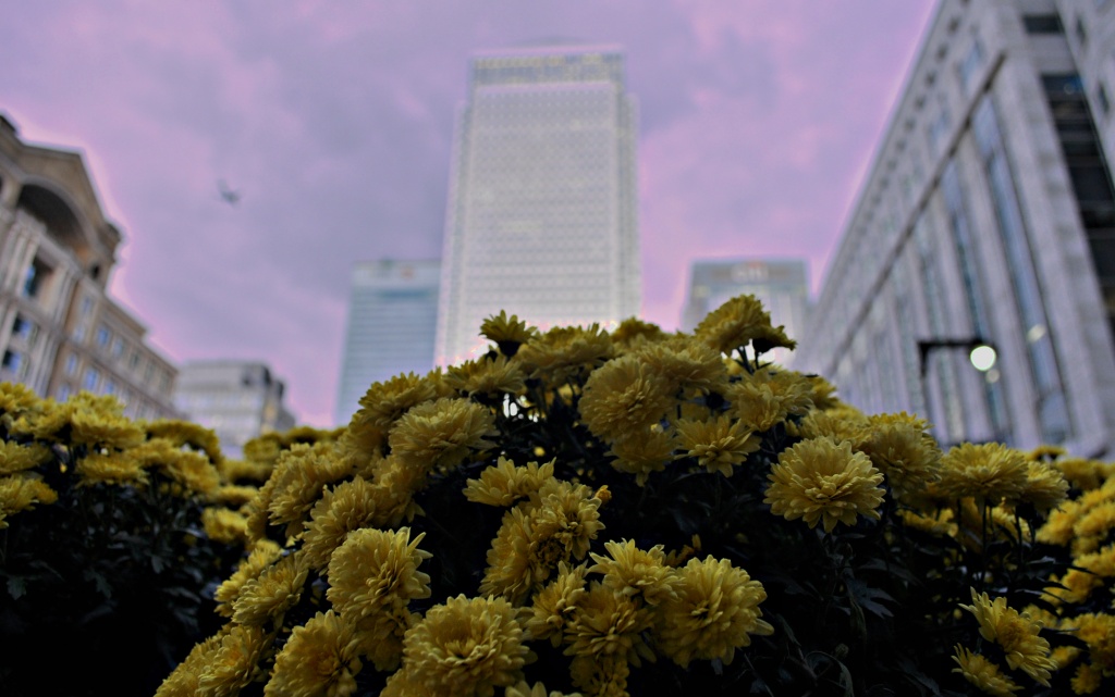 Chrysanthemum and Towers by andycoleborn