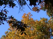25th Oct 2011 - Fall Color