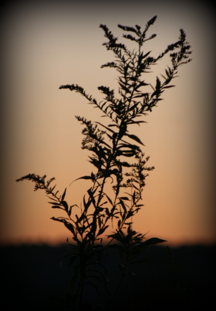 A Simple Weed At Sunrise by digitalrn